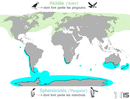 Carte de répartition des oiseaux de la famille des alcidés (pingouins, macareux,...) et des sphéniscidés (manchots et gorfous)