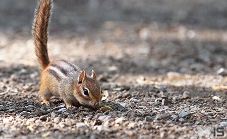 Au Canada, les tamias et les autres écureuils sont peu farouches