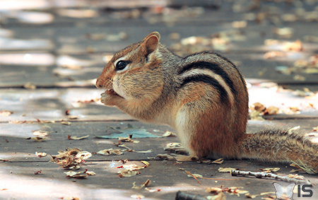 L'écureuil grignote la nourriture trouvée par terre et la garde dans ses joues