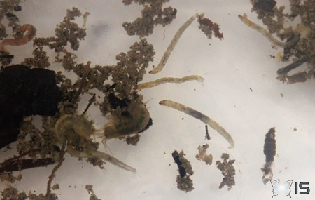 Des larves de moustique (appellées aussi parfois vers de vase), rouges et blanches