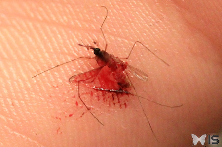 Une femelle moustique qui vient juste de piquer