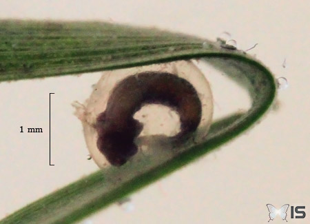 Embryon de triton alpestre dans son oeuf