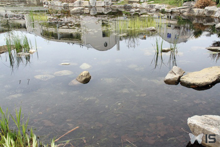 Un petit étang situé à Lausanne